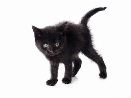 simsearch:400-07715679,k - Scared black kitten isolated on white background Foto de stock - Super Valor sin royalties y Suscripción, Código: 400-06202652
