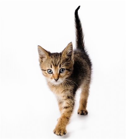 simsearch:400-07292747,k - Fanny striped kitten isolated on white background Photographie de stock - Aubaine LD & Abonnement, Code: 400-06202653