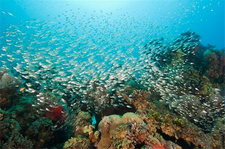 simsearch:400-06099385,k - Large shoal of glassfish on a tropical coral reef in the sun Stock Photo - Budget Royalty-Free & Subscription, Code: 400-06202716