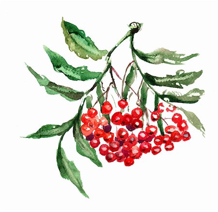 Rowan berries with leaves, watercolor painting Stock Photo - Budget Royalty-Free & Subscription, Code: 400-06202795