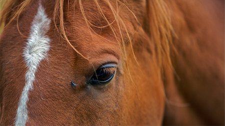 simsearch:400-08130471,k - Horse with a fly near its eye, close up Stock Photo - Budget Royalty-Free & Subscription, Code: 400-06203017