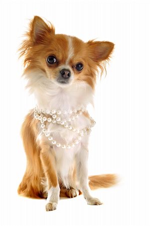 simsearch:400-06391494,k - portrait of a cute purebred chihuahua with pearl collar in front of white background Fotografie stock - Microstock e Abbonamento, Codice: 400-06203056