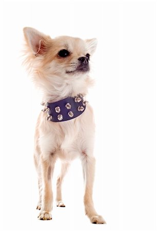 simsearch:400-06391494,k - portrait of a cute purebred chihuahua with studded collar in front of white background Stockbilder - Microstock & Abonnement, Bildnummer: 400-06203059