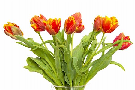 Tulips isolated on the white background Stock Photo - Budget Royalty-Free & Subscription, Code: 400-06203094