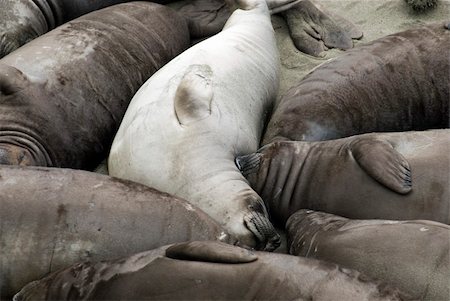 Dozens of seals huddled together on a Californian beach Photographie de stock - Aubaine LD & Abonnement, Code: 400-06203099