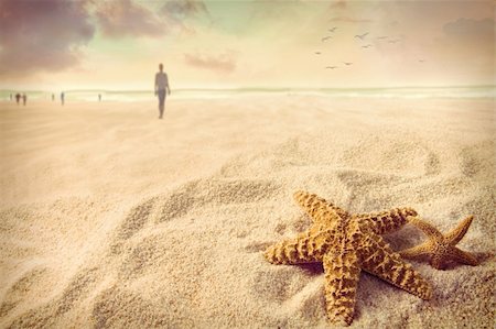 sandralise (artist) - Starfish on the sand at the beach Foto de stock - Super Valor sin royalties y Suscripción, Código: 400-06203346