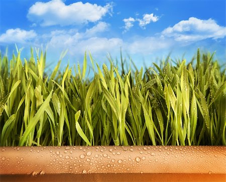 sandralise (artist) - Freshly grown grass in large pot  against blue sky Foto de stock - Super Valor sin royalties y Suscripción, Código: 400-06203343