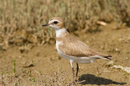 pluvier - A Kentish Plover (Charadrius alexandrinus) standing on the ground Photographie de stock - Aubaine LD & Abonnement, Code: 400-06203350
