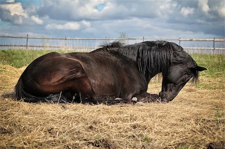 simsearch:400-04489243,k - Black trakehner stallion lying on the straw in the summer Photographie de stock - Aubaine LD & Abonnement, Code: 400-06203752