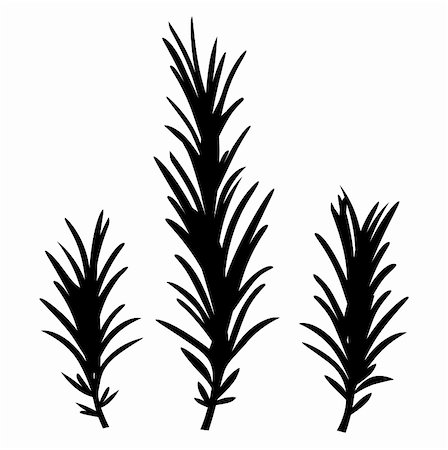 rosemary sprig - Rosemary spice herbs. Vector Illustration. Stock Photo - Budget Royalty-Free & Subscription, Code: 400-06325611