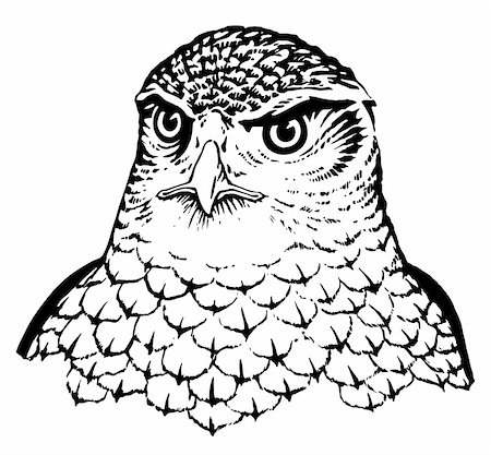 falcon bird symbol wings - Falcon Stock Photo - Budget Royalty-Free & Subscription, Code: 400-06326585