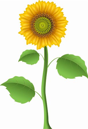 simsearch:400-06950874,k - illustration of a sunflower on a white background Photographie de stock - Aubaine LD & Abonnement, Code: 400-06326860