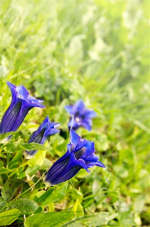 spring alpine flower - Alpine Gentian flowers Stock Photo - Budget Royalty-Free & Subscription, Code: 400-06327004