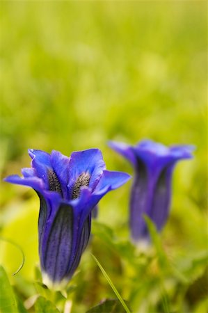 spring alpine flower - Alpine Gentian flowers Stock Photo - Budget Royalty-Free & Subscription, Code: 400-06327005