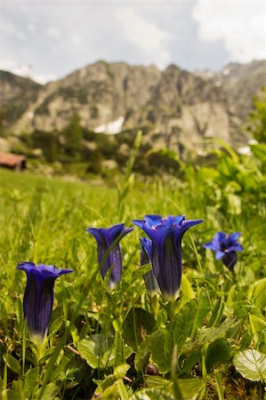 spring alpine flower - Alpine Gentian flowers Stock Photo - Budget Royalty-Free & Subscription, Code: 400-06327003