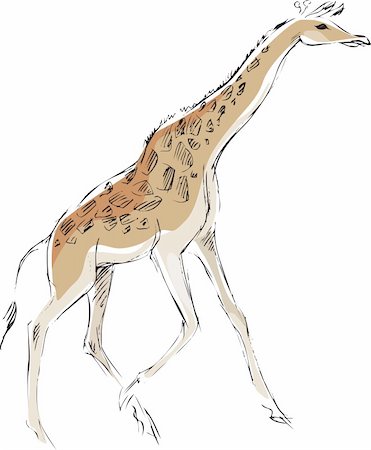 Drawing of a giraffe Photographie de stock - Aubaine LD & Abonnement, Code: 400-06327313