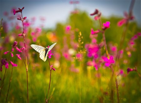 The butterfly sits on a pink flower on a sunny day Stock Photo - Budget Royalty-Free & Subscription, Code: 400-06327489