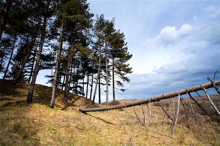 pine abstract - coniferous forest with one fallen tree before storm Stock Photo - Budget Royalty-Free & Subscription, Code: 400-06327915