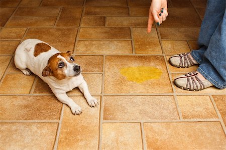 dogs and woman in kitchen - Jack Russell Terrier lying beside it's accident while being scolded Stock Photo - Budget Royalty-Free & Subscription, Code: 400-06327956