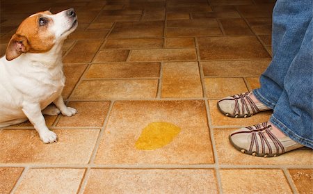 dog in kitchen - Dog and owner meet at a urine puddle Stock Photo - Budget Royalty-Free & Subscription, Code: 400-06327957