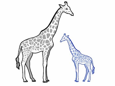 Giraffe Line Art Illustrations Stock Photo - Budget Royalty-Free & Subscription, Code: 400-06328071