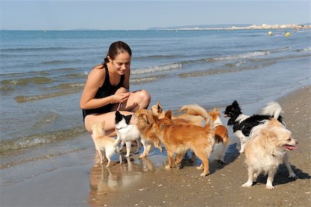 portrait of a cute purebred  chihuahuas and young woman on the beach Stock Photo - Budget Royalty-Free & Subscription, Code: 400-06328189