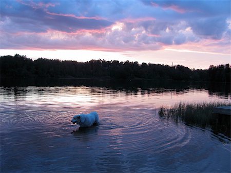Russia, Saint-Petersburg, Kavgolovo, sunset, water, before the rain, summer, the landscape, the dog, animals Stock Photo - Budget Royalty-Free & Subscription, Code: 400-06328273