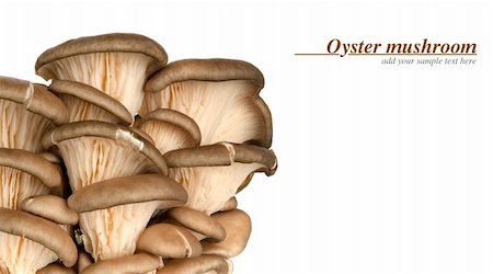 raw oyster - oyster mushroom Stock Photo - Budget Royalty-Free & Subscription, Code: 400-06328291