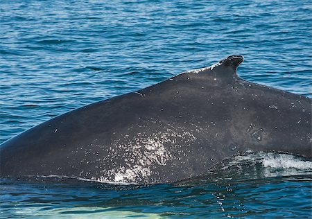 Mighty Humpback whale (Megaptera novaeangliae) seen from the boat near Husavik, Iceland Photographie de stock - Aubaine LD & Abonnement, Code: 400-06328657