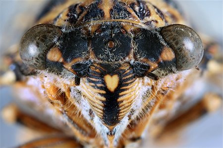 simsearch:649-09003653,k - Macro Shoot if Cicada Orni Insect Head Stockbilder - Microstock & Abonnement, Bildnummer: 400-06328807