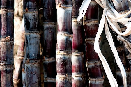 Close up of stack of sugar canes tied together with ribbon Stock Photo - Budget Royalty-Free & Subscription, Code: 400-06328814