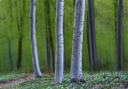 Three tree trunks in magic forest in spring, with anemone flowers on the ground Stock Photo - Budget Royalty-Free & Subscription, Code: 400-06328815