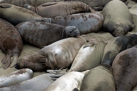 Dozens of seals laying on the beach at Ano Nuevo, California Foto de stock - Super Valor sin royalties y Suscripción, Código: 400-06328851