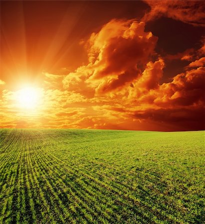 simsearch:400-07481137,k - agricultural green field and sunset Photographie de stock - Aubaine LD & Abonnement, Code: 400-06328941