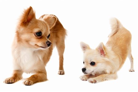 simsearch:400-06332735,k - portrait of a cute purebred  playing chihuahuas in front of white background Foto de stock - Super Valor sin royalties y Suscripción, Código: 400-06328961