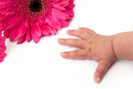 african daisies and baby's hand on a white background Stock Photo - Budget Royalty-Free & Subscription, Code: 400-06329080