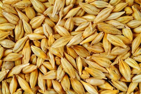 heap of wheat grains close up. Texture for background Fotografie stock - Microstock e Abbonamento, Codice: 400-06329165