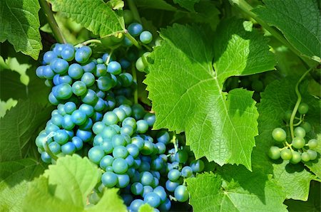 Merlot Grapes on Vine in Vineyard Fotografie stock - Microstock e Abbonamento, Codice: 400-06329166