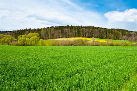 simsearch:400-04887016,k - Green Pastures near the Forest in Switzerland Photographie de stock - Aubaine LD & Abonnement, Code: 400-06329189