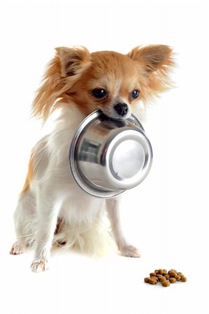 simsearch:400-06334001,k - portrait of a cute purebred  puppy chihuahua and his food bowl Foto de stock - Super Valor sin royalties y Suscripción, Código: 400-06329736