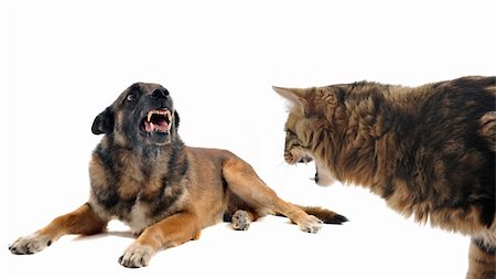 simsearch:400-08258693,k - purebred belgian sheepdog malinois and cat angry in front of white background Stock Photo - Budget Royalty-Free & Subscription, Code: 400-06329730