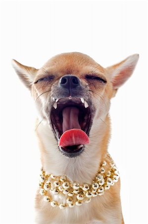 simsearch:400-06887327,k - portrait of a cute purebred yawning chihuahua with pearl collar in front of white background Fotografie stock - Microstock e Abbonamento, Codice: 400-06329733