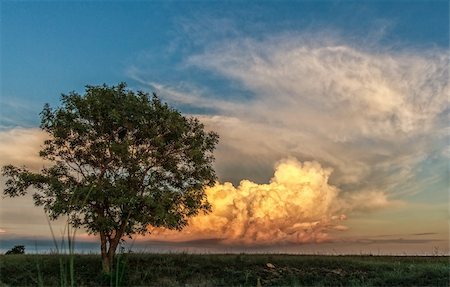 fogen (artist) - Lonely tree on a background of clouds. HDR-effect Stockbilder - Microstock & Abonnement, Bildnummer: 400-06329765