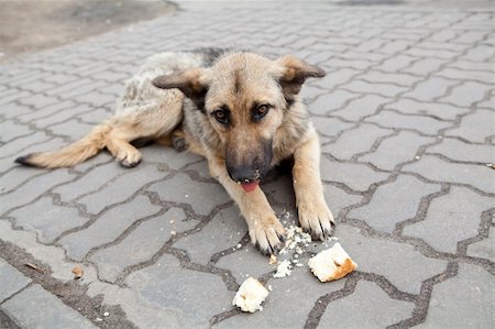 old homeless dog lie on the street Photographie de stock - Aubaine LD & Abonnement, Code: 400-06329778