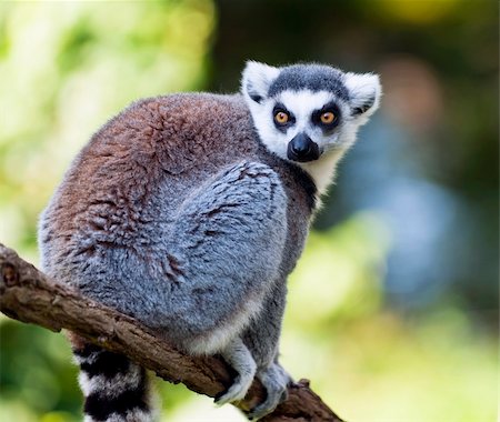 simsearch:400-04476199,k - The Ring-tailed lemur sitting on a tree branch Foto de stock - Super Valor sin royalties y Suscripción, Código: 400-06329818