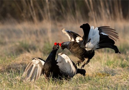 simsearch:400-07137778,k - Black Grouse  (Tetrao tetrix) at lek. Spring.  Russia. Stock Photo - Budget Royalty-Free & Subscription, Code: 400-06329972