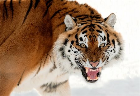 simsearch:400-04355437,k - The Siberian tiger (Panthera tigris altaica) close up portrait. Isolated on white Fotografie stock - Microstock e Abbonamento, Codice: 400-06329973