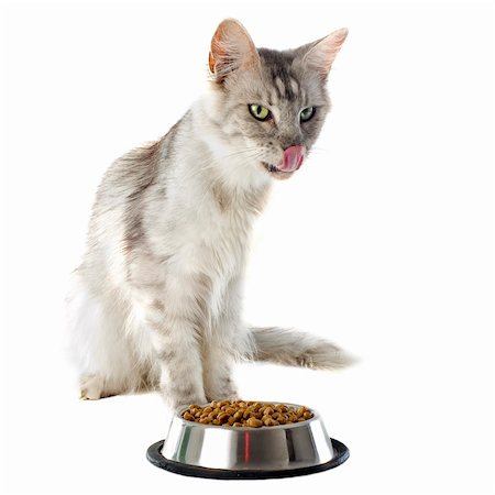 portrait of a purebred  maine coon cat and cat food on a white background Foto de stock - Super Valor sin royalties y Suscripción, Código: 400-06334002