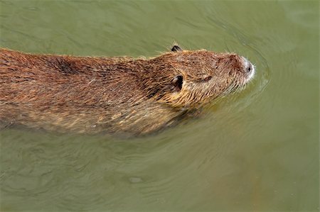 simsearch:633-02645323,k - Coipo or Nutria (Myocastor coypus) swimming in water, South America Foto de stock - Super Valor sin royalties y Suscripción, Código: 400-06334095