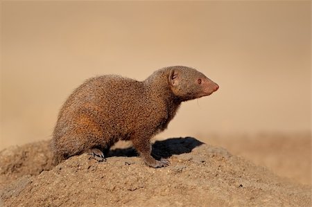simsearch:400-05378767,k - Alert dwarf mongoose (Helogale parvula), South Africa Foto de stock - Royalty-Free Super Valor e Assinatura, Número: 400-06334096